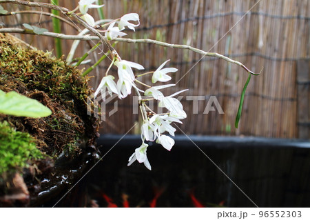 白蘭の美しい春の花 96552303
