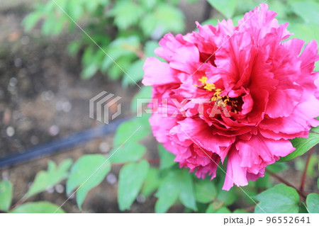 新国色の美しい牡丹の花 新国色の美しい牡丹の花 96552641