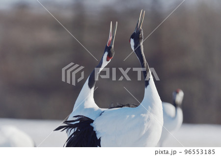 タンチョウの鳴き交わし(北海道) タンチョウの鳴き交わし(北海道) 96553185