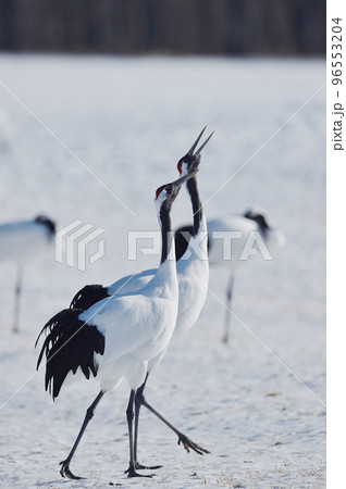タンチョウの鳴き交わし（北海道） 96553204