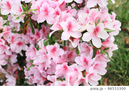 満開に染まるツツジの花 満開に染まるツツジの花 96553300