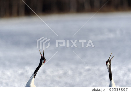 タンチョウの鳴き交わし（北海道） 96553397