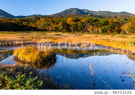 【青森県・八甲田】紅葉時期の田代平湿原の秋 10月 96553520