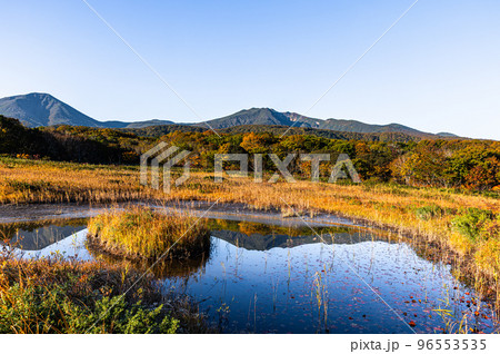【青森県・八甲田】紅葉時期の田代平湿原の秋 10月 96553535