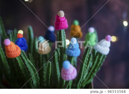 Multicolored woolen decorative hats with pompoms are worn on the stems of a live cactus in a pot at home. Funny and creative. Winter concept Multicolored woolen decorative hats with pompoms are worn on the stems of a live cactus in a pot at home. Funny and creative. Winter concept 96553568