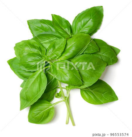 Bunch of fresh sweet basil, from above. Also known as great or Genovese basil, Ocimum basilicum, a culinary herb in the mint family Lamiaceae. A tender plant, used in cuisines worldwide. Photo. 96553574