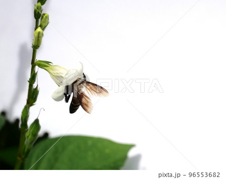Giant honey bee seeking nectar on white Chinese violet or coromandel or creeping foxglove ( Asystasia gangetica ) blossom in field isolated on white background, 96553682
