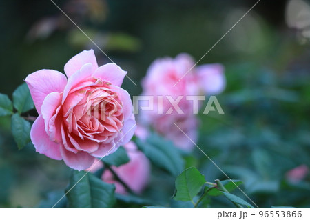 花の女王 花の女王 96553866