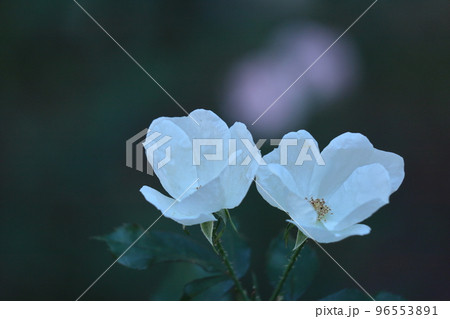 花の女王 96553891