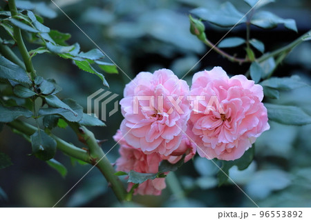 花の女王 96553892