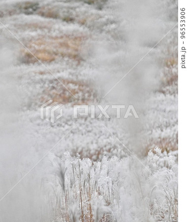 仙石原ススキ草原 96553906