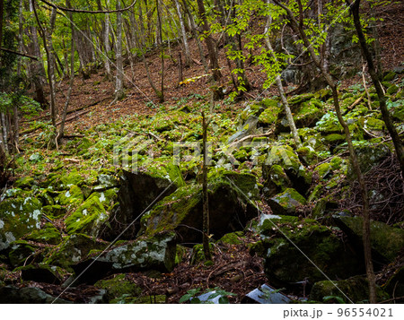 苔むした岩 96554021