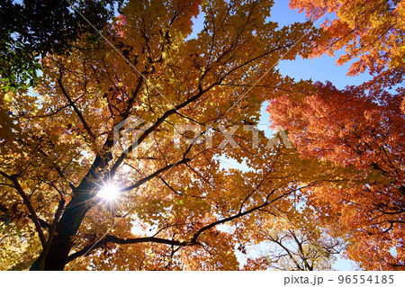 鹿ノ台中央公園のタイワンフウの紅葉 鹿ノ台中央公園のタイワンフウの紅葉 96554185