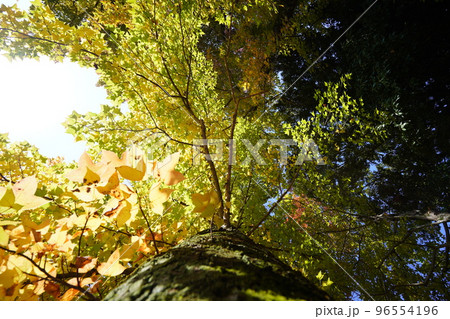 鹿ノ台中央公園のタイワンフウの紅葉 鹿ノ台中央公園のタイワンフウの紅葉 96554196