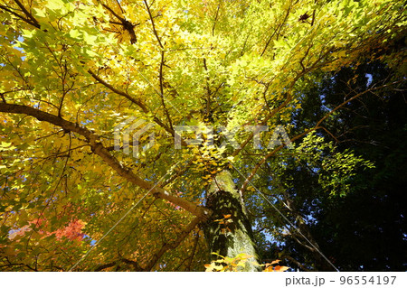 鹿ノ台中央公園のタイワンフウの紅葉 鹿ノ台中央公園のタイワンフウの紅葉 96554197