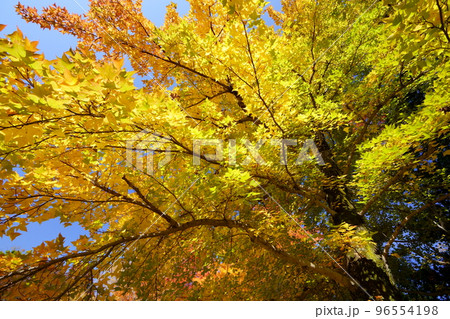 鹿ノ台中央公園のタイワンフウの紅葉 鹿ノ台中央公園のタイワンフウの紅葉 96554198