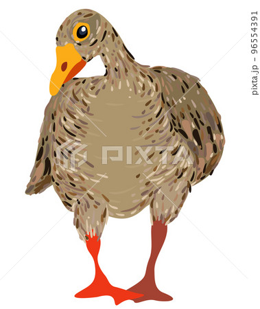 Vector illustration of a goose isolated on white background. 96554391