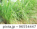 Lemongrass or Lapine or Cymbopogon were planted on the ground 96554447