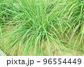 Lemongrass or Lapine or West Indian were planted on the ground 96554449