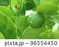 Green limes or Lemon 96554450
