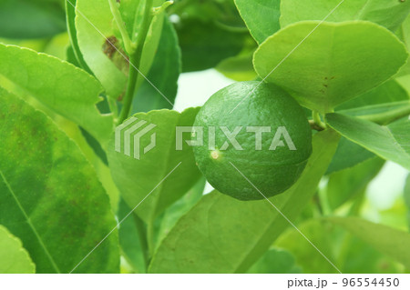 Green limes or Lemon 96554450