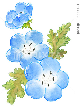 春の青いネモフィラの水彩画ワンポイントのイラスト素材 [96554491