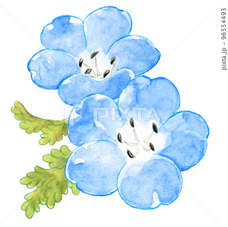 春の青いネモフィラの水彩画ワンポイントのイラスト素材 [96554493