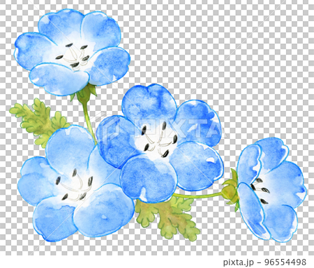 春の青いネモフィラの水彩画ワンポイント 96554498