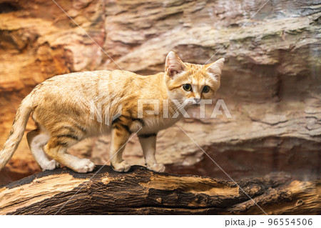 那須動物王国のスナネコ 96554506