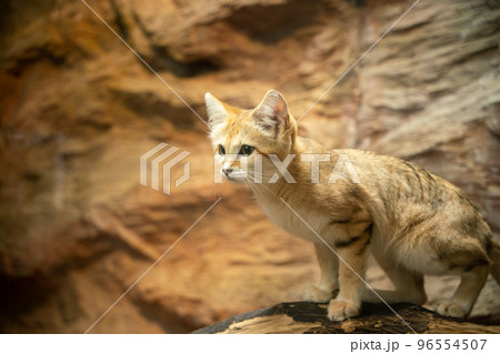 那須動物王国のスナネコ 96554507