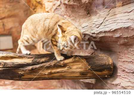 那須動物王国のスナネコ 96554510