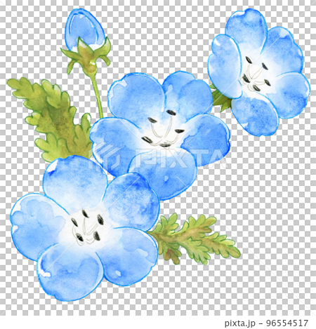 春の青いネモフィラの水彩画ワンポイントのイラスト素材 [96554517
