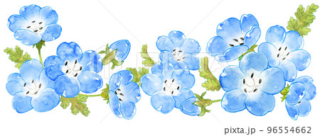 春の青いネモフィラの水彩画横ライン 96554662