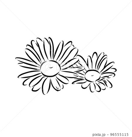 Daisy flower line art drawing. Vector hand drawn engraved illustration. Wild Chamomile black ink sketch. Wild botanical garden bloom. Great for tea packaging, label, icon, greeting cards, decor 96555115