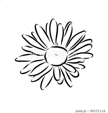 margarita flower drawing