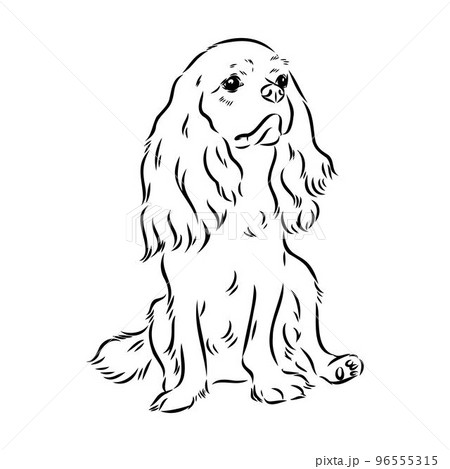 Cavalier King Charles Dog Vector Image Silhouette 96555315