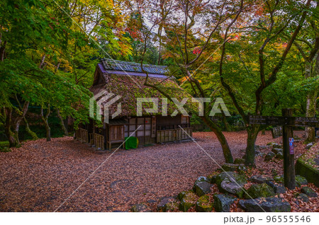 【奈良】春日野もみじの里、水谷茶屋と鹿、紅葉と散りもみじも美しい 96555546
