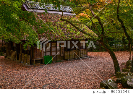 【奈良】春日野もみじの里、水谷茶屋と鹿、紅葉と散りもみじも美しい 96555548