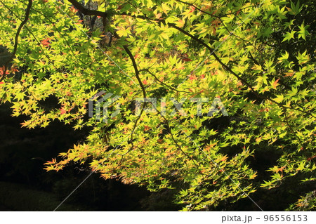 紅葉~那谷寺にて 紅葉~那谷寺にて 96556153