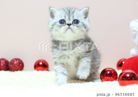 子猫とクリスマス 96556685