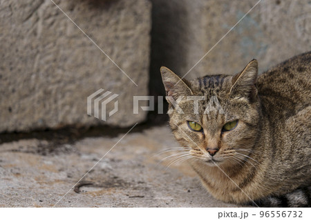 大阪・上石切町　じっと見つめる野良猫 96556732