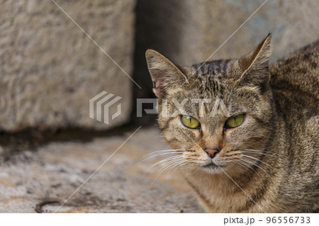 大阪・上石切町 じっと見つめる野良猫 大阪・上石切町 じっと見つめる野良猫 96556733