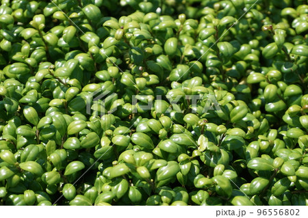 横浜みなとみらい元町 山下公園 未来のバラ園に茂る新緑 横浜みなとみらい元町 山下公園 未来のバラ園に茂る新緑 96556802