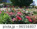 横浜みなとみらい元町 山下公園 未来のバラ園に咲く花 96556807