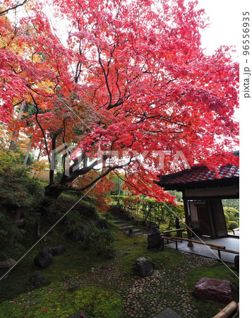 京都 栄摂院の紅葉 京都 栄摂院の紅葉 96556935
