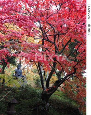 京都 栄摂院の紅葉 京都 栄摂院の紅葉 96556941