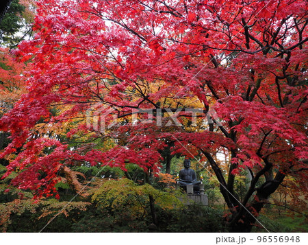 京都　栄摂院の紅葉 96556948