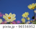 レモンイエローコスモス 96556952