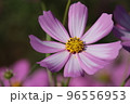 ツートンカラーのコスモス 96556953