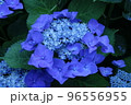 青がまぶしいあじさい 96556955